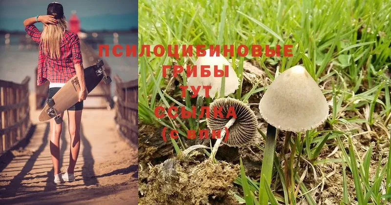 Псилоцибиновые грибы Psilocybine cubensis  МЕГА зеркало  Реж 